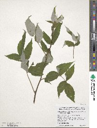 Rubus idaeus subsp. strigosus image