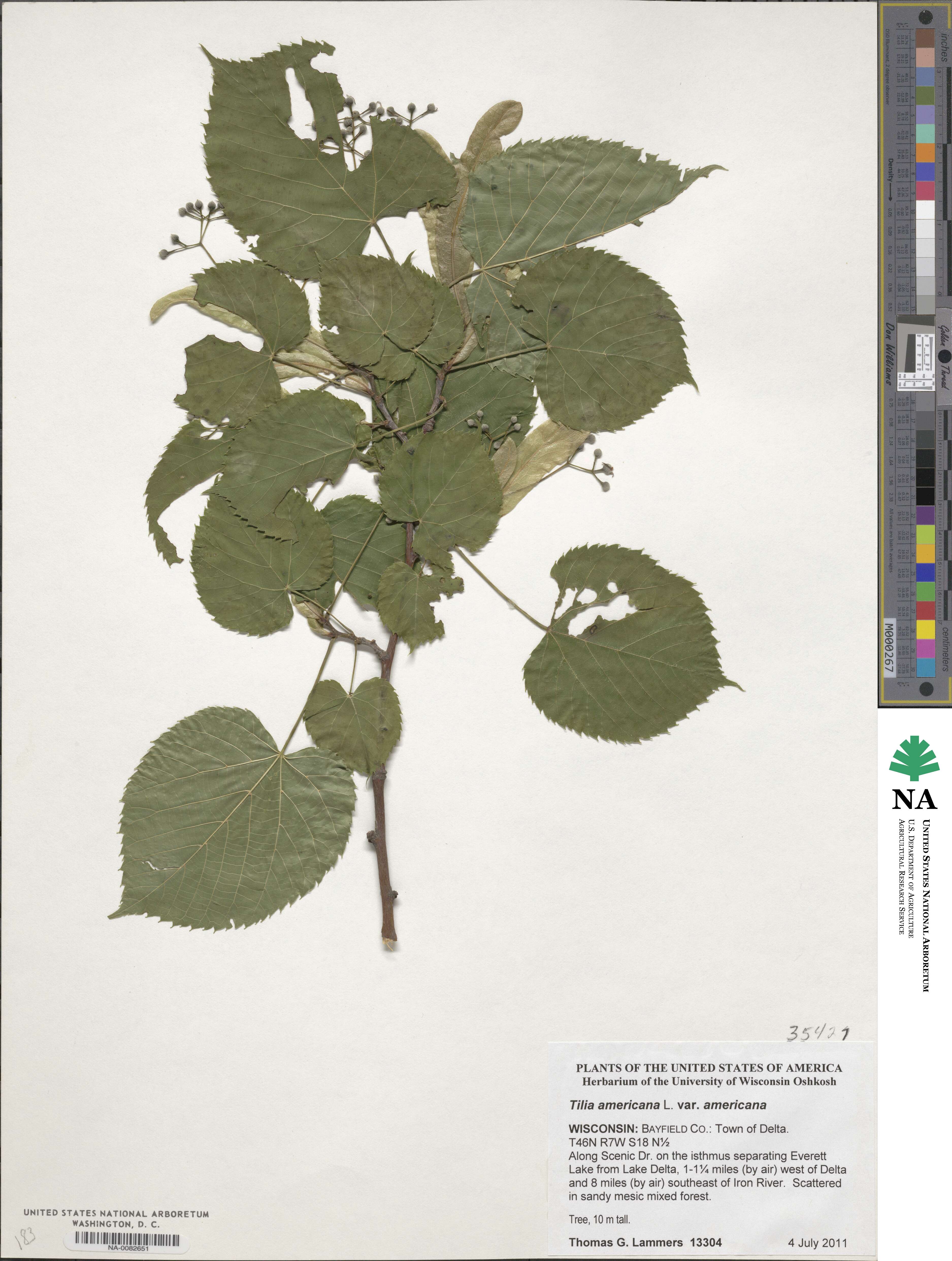 Tilia americana var. americana image