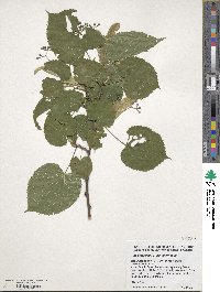 Tilia americana image