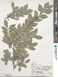 Ulmus parvifolia image