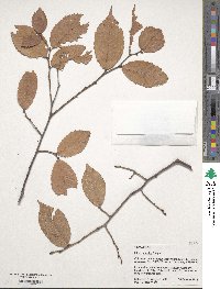 Ulmus serotina image