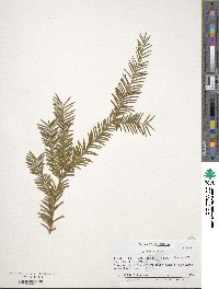 Taxus brevifolia image