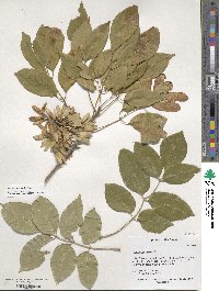 Fraxinus albicans image