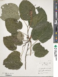 Tilia americana var. heterophylla image