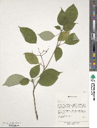 Cornus alternifolia image