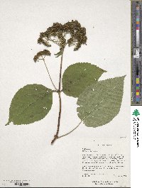 Hydrangea anomala image