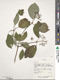Cornus rugosa image