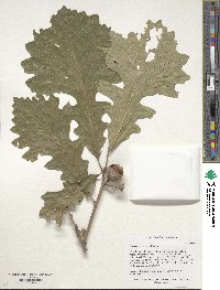 Quercus macrocarpa image