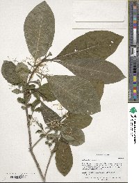 Chionanthus virginicus image