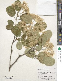 Chionanthus retusus image