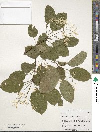 Chionanthus retusus image