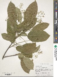 Chionanthus retusus image