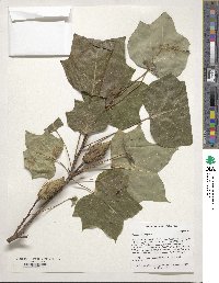 Liriodendron tulipifera image