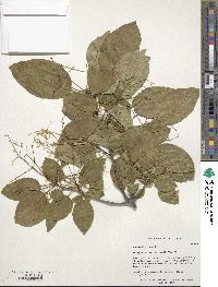 Chionanthus retusus image