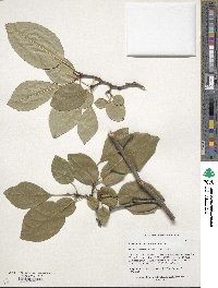 Chionanthus retusus image