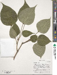 Catalpa bungei image