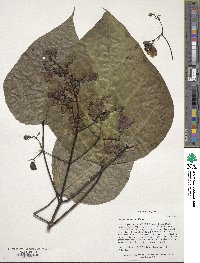 Catalpa bignonioides image