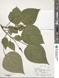 Catalpa bungei image