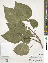 Catalpa bungei image