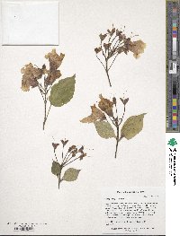 Catalpa bungei image