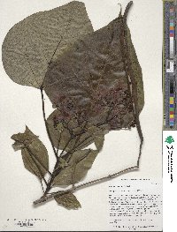 Catalpa bignonioides image