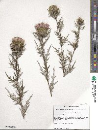 Cirsium discolor image