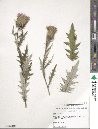 Cirsium discolor image