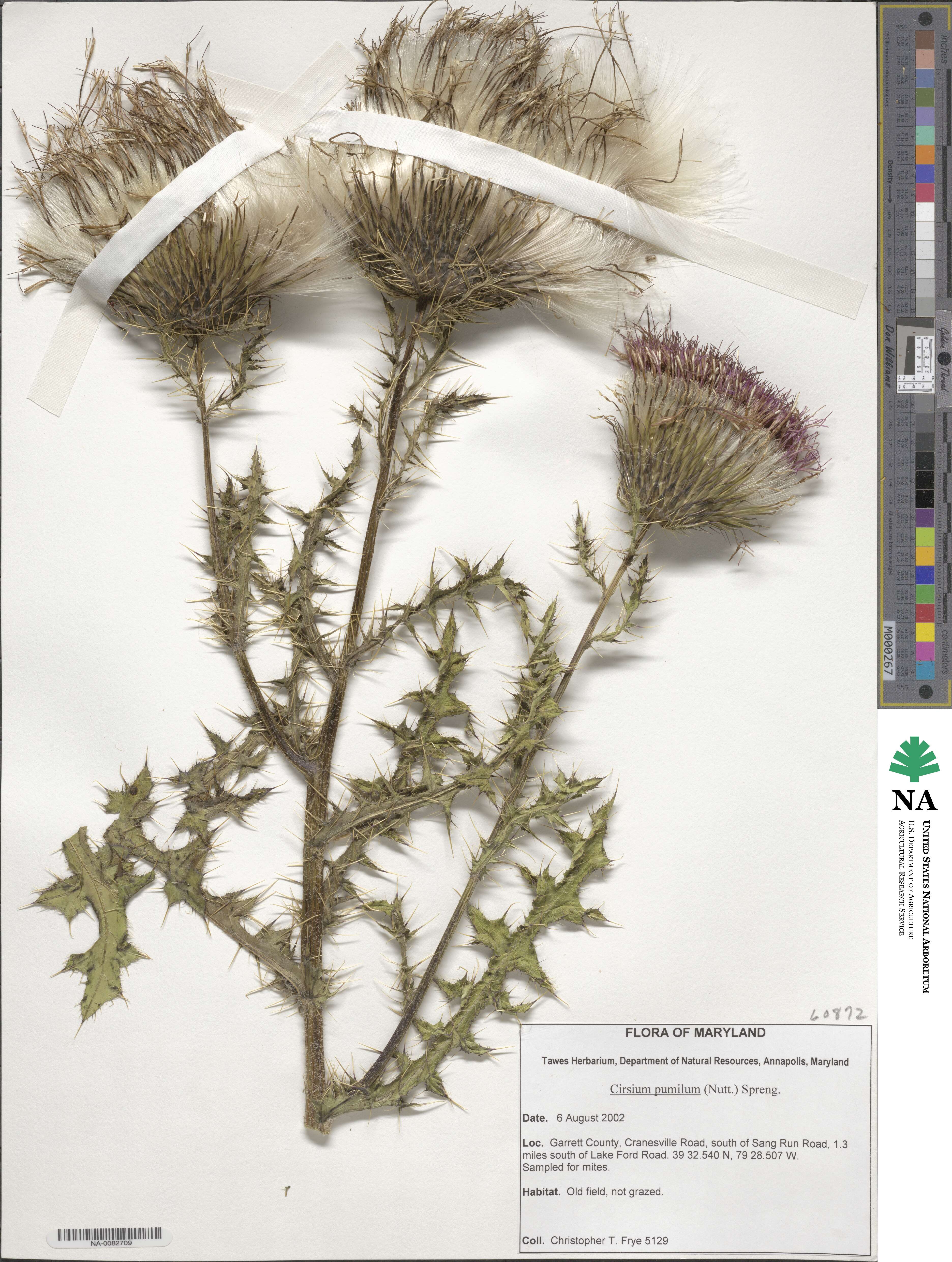 Cirsium pumilum image