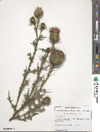 Cirsium vulgare image