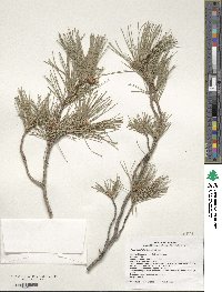 Image of Pinus leiophylla