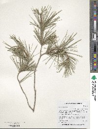 Pinus halepensis image