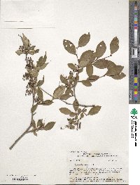 Lyonia ligustrina image