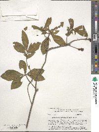 Rhododendron calendulaceum image