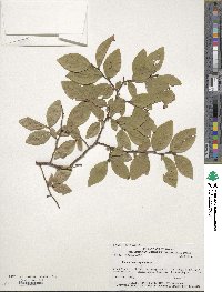 Vaccinium corymbosum image