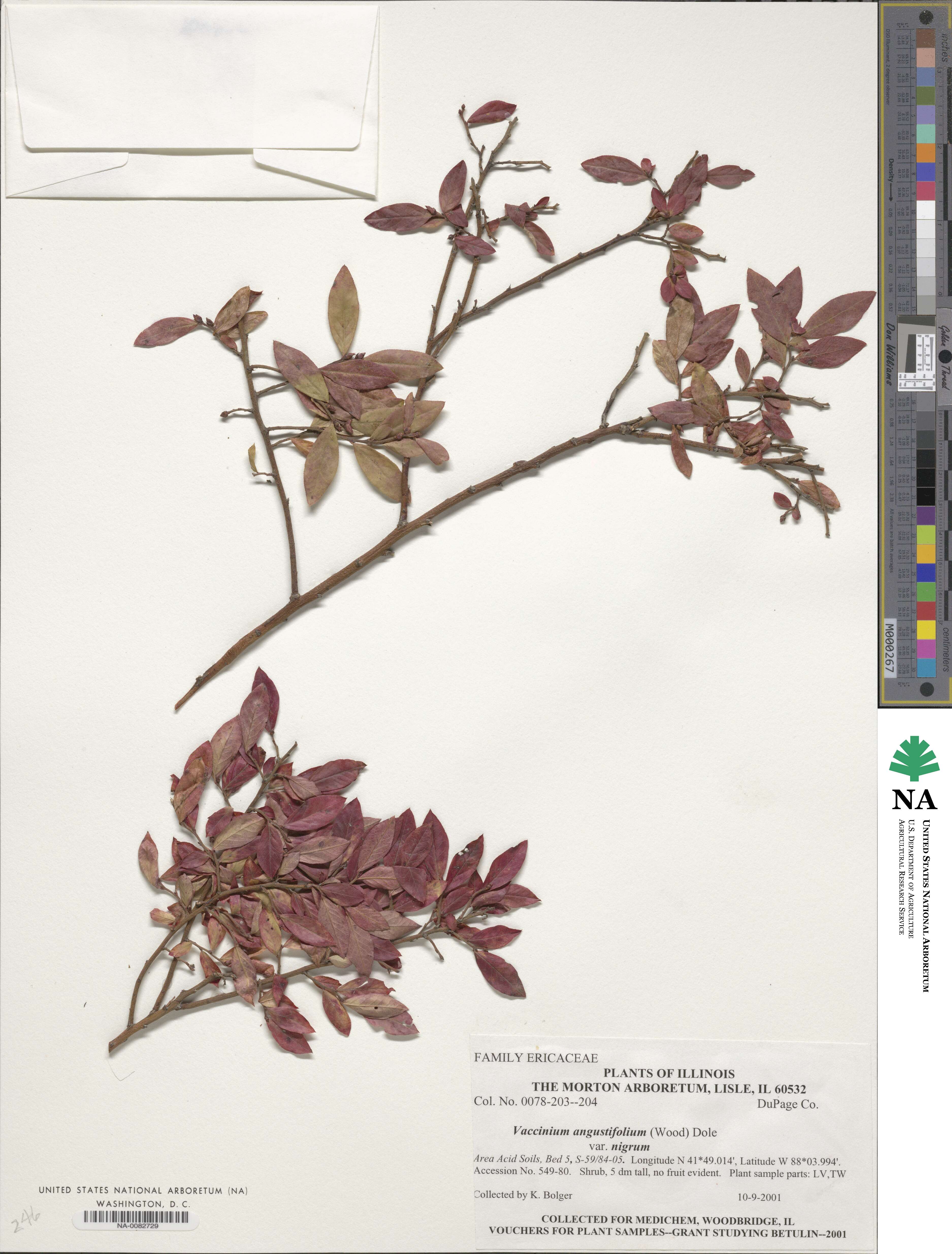 Vaccinium angustifolium image