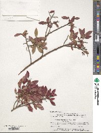 Vaccinium angustifolium image