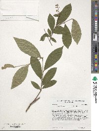 Lyonia ligustrina image