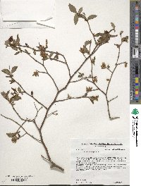 Vaccinium corymbosum image