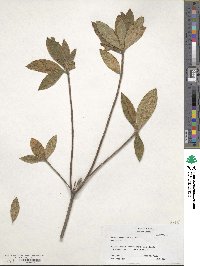 Rhododendron calendulaceum image