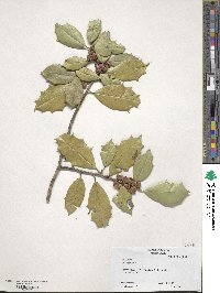 Ilex opaca image