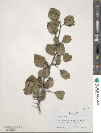 Crataegus flava image