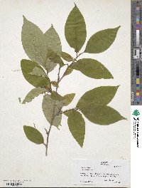 Stewartia ovata image