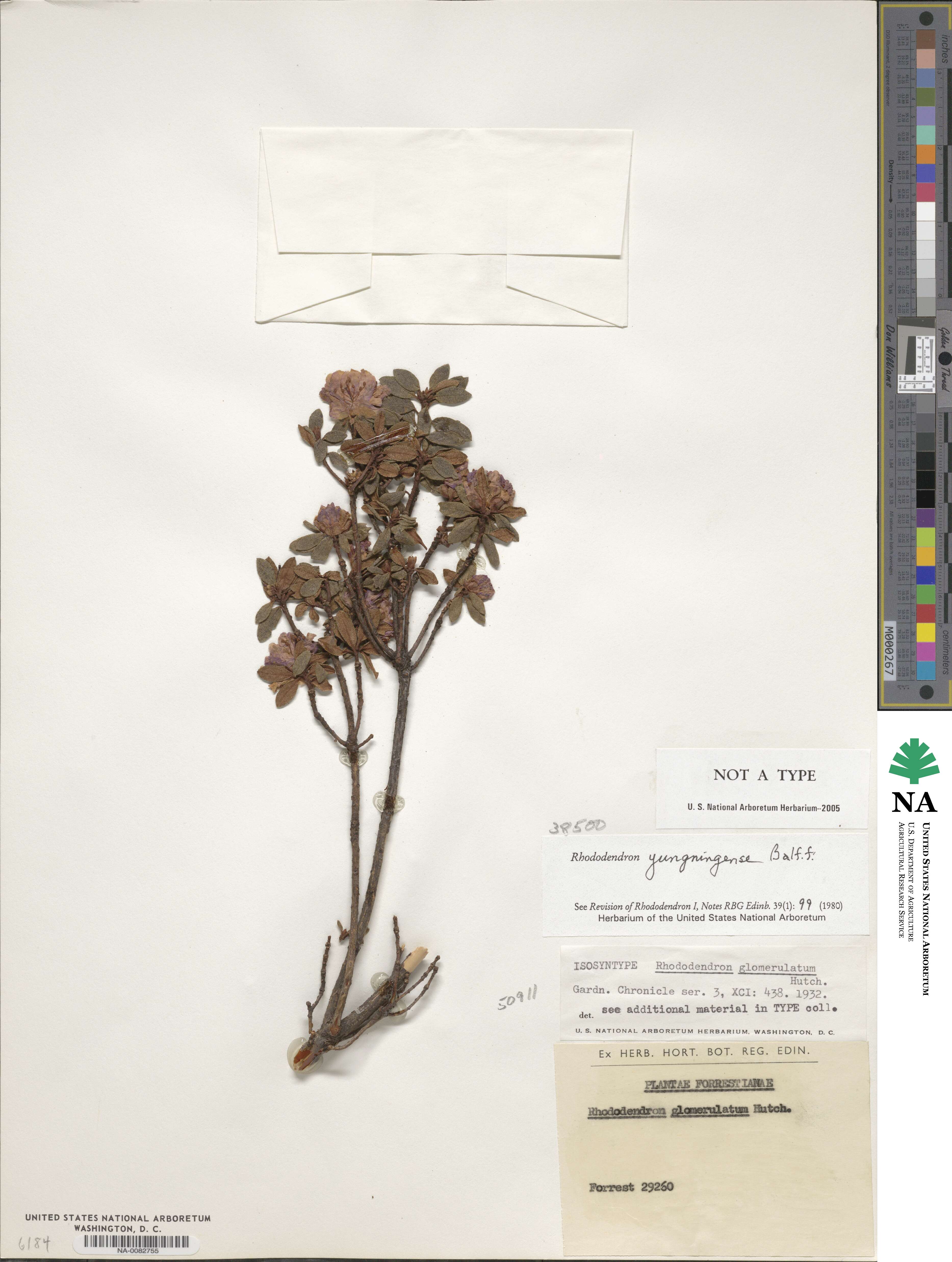 Rhododendron yungningense image