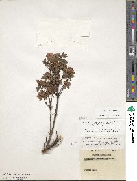 Rhododendron yungningense image