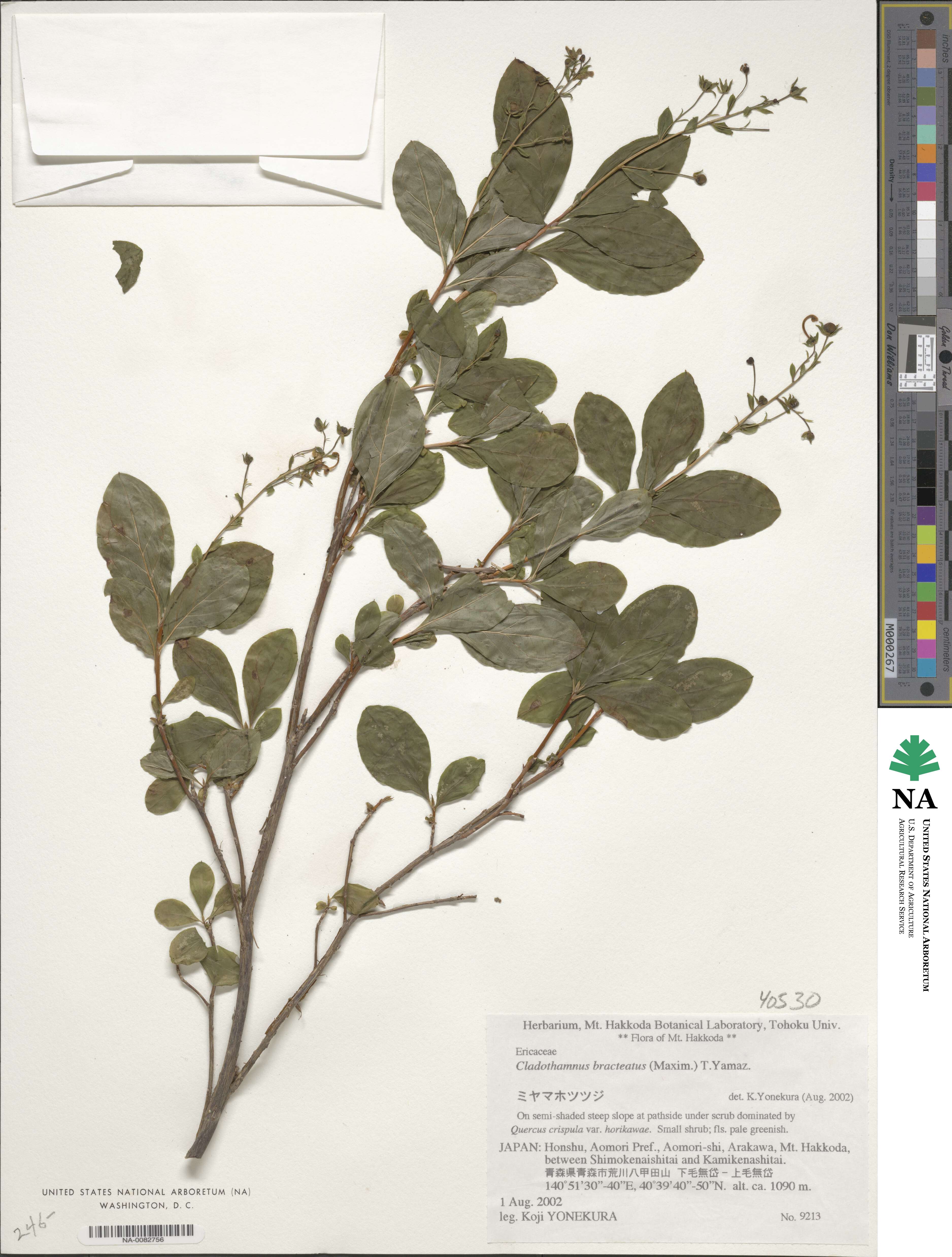 Elliottia bracteata image