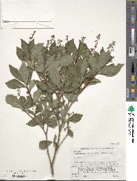 Elliottia paniculata image