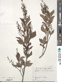 Elliottia paniculata image