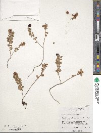 Vaccinium vitis-idaea image