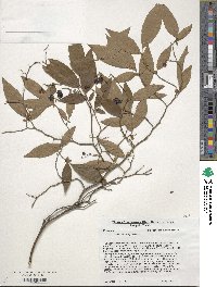 Vaccinium corymbosum image