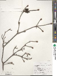 Rhododendron periclymenoides image